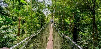 Canopy walkway in Borneo
