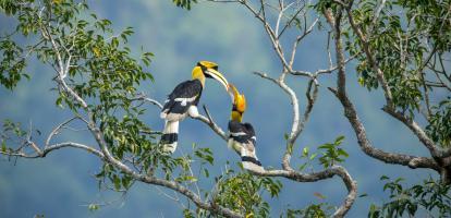 Birds in Borneo