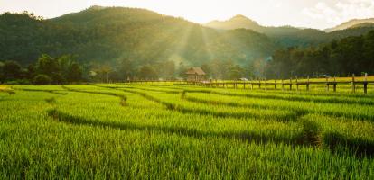 Rice fields at Pai, Mae Hong Son, Thailand
