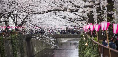 Cherry blossom along riverside in Tokyo