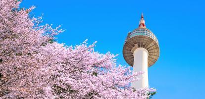 Beautiful cherry blossom trees with Seoul Tower in the background against vibrant blue sky