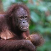 Orangutan with baby at Sepilok Orangutan Sanctuary - Chris Charles