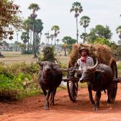Buffalo cart in village near Siem Reap
