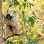 Gibbon in Phnom Tnout