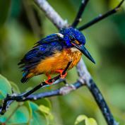 Kingfisher in Borneo - Ramasamy Muthiah