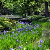 Purple flowers in Kenrokuen gardens in Japan