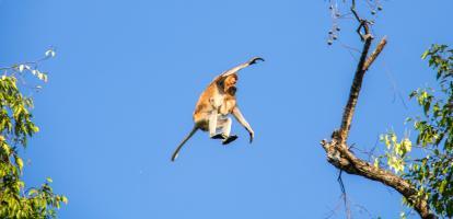 Proboscis monkey from tree to tree in Borneo