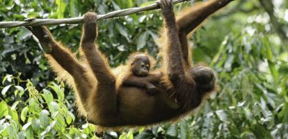 Mother and baby orangutan at Sepilok Orangutan Rehabilitation Centre