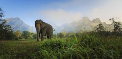 Elephant at Elephant Hills Luxury Tented Camp in Khao Sok National Park, Thailand