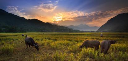 Buffalo grazing in rice fields in front of mountains in Northern Thailand