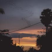 Bats at Battambang