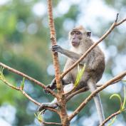 Macaque on the banks of Kinabatangan River