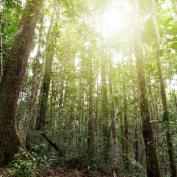 Sunlight through trees in Maliau Basin
