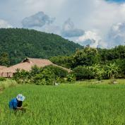 Farming in rice fields in Northern Thailand