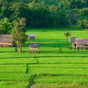 Vibrant green rice fields and thatched homes in Muang La countryside