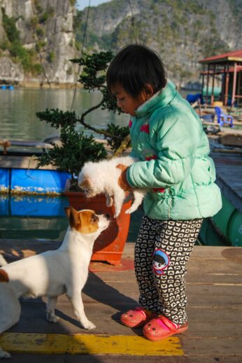 Halong Bay, Vietnam, Dogs