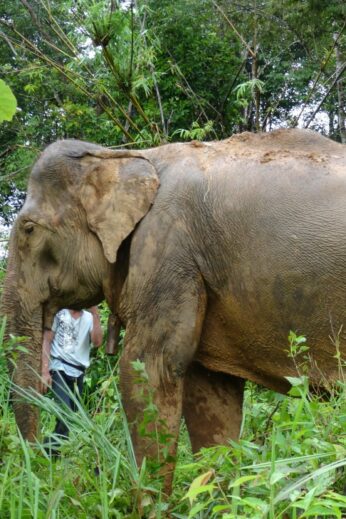 Laos elephant
