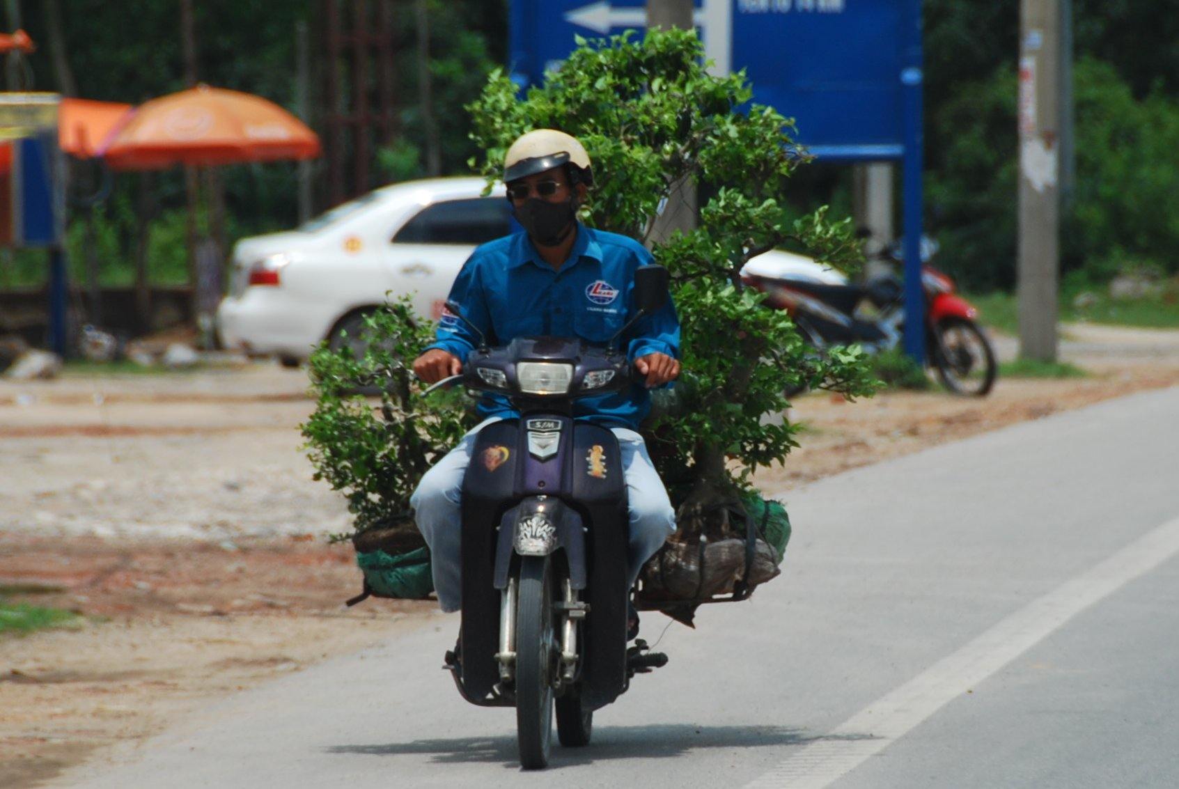 Transporting a tree by motorbike