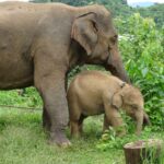 Mum & baby elephants