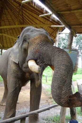 Reserach suggests that elephants learn faster through positive reinforcement than pain-based training