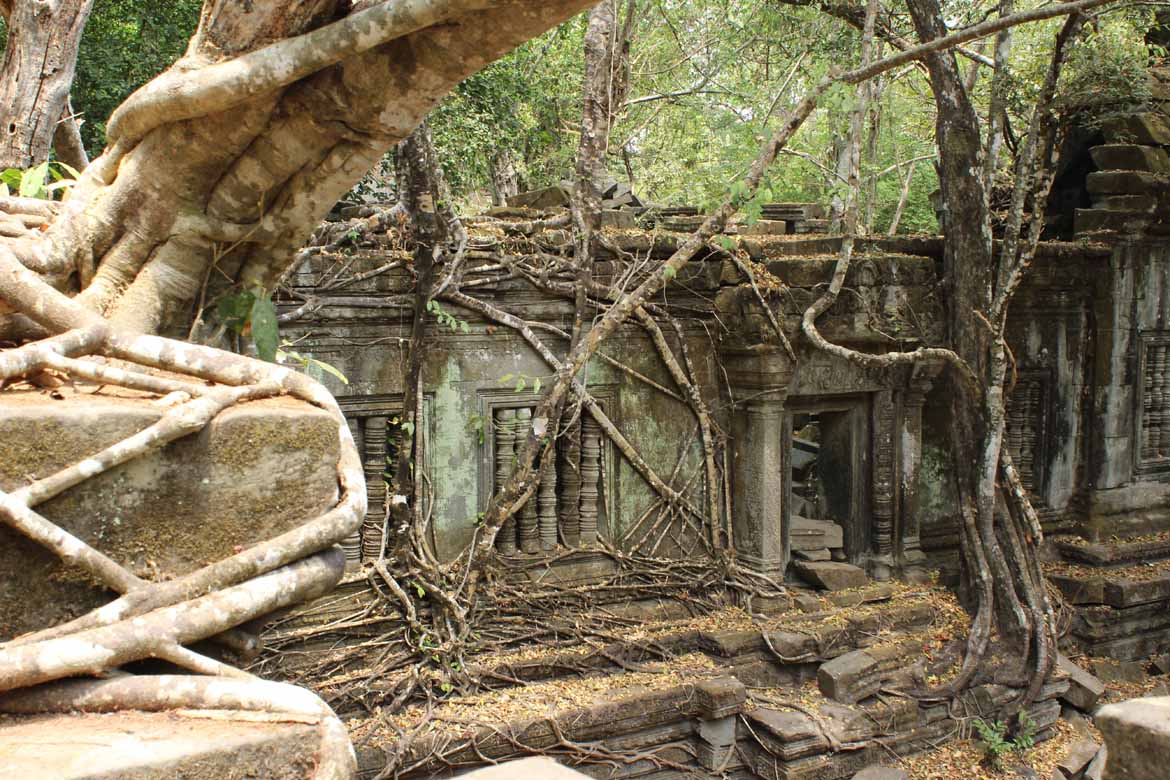 Roots and vines strangle the temple's corridors and galleries