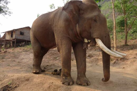 Asian elephant in Burma