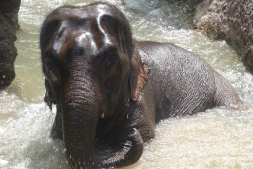 Elephants are fantastic swimmers