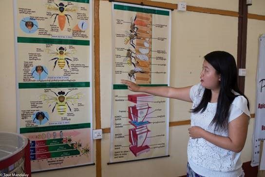Learn about the life of bees