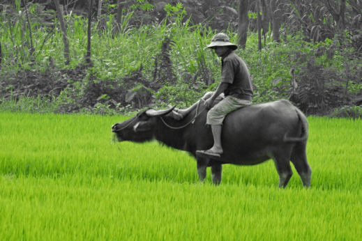 Cycle past man ploughing the land with buffalo in Hoi An Vietnam