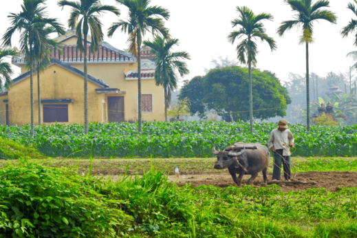 Cycle past man ploughing with buffalo in Hoi An Vietnam