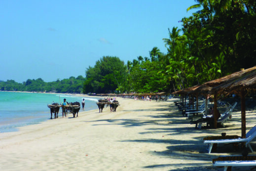 The beach at Ngapali with palm trees, buffalos and local people