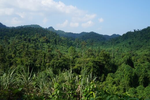 Untouched forest in Phong Nha National Park, Vietnam