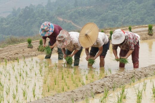 Ladies planting up the rice terrace