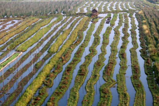 Rice paddies full of water