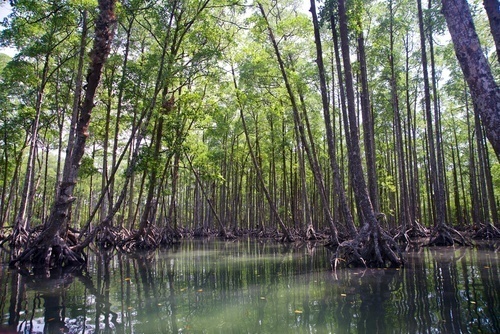 Swampy mangrove forest in the Myeik Archipelago, Burma (Myanmar)