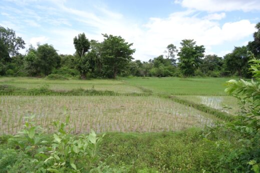 Rice paddies in Laos villages