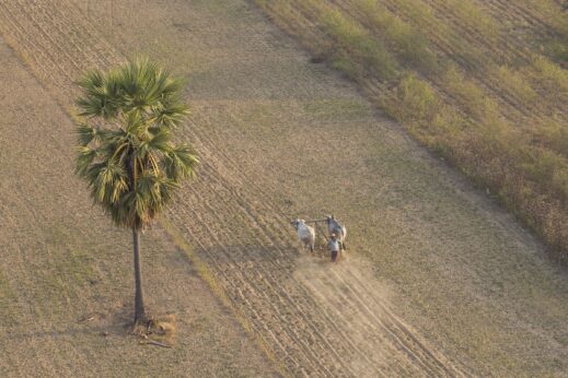 Ox cart from above in Hot air balloon in Bagan