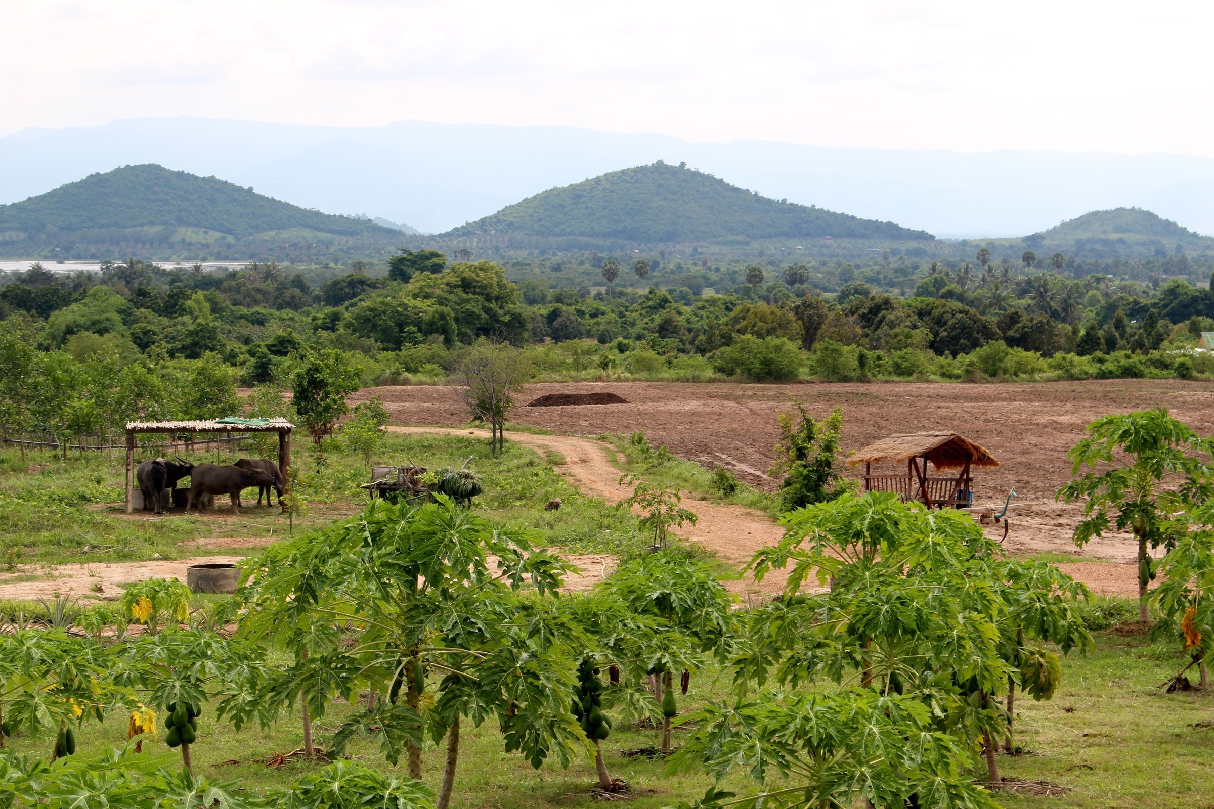 Kampot Pepper Farm, Cambodia