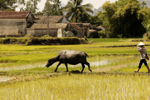 Mekong Delta rice terraces, Vietnam