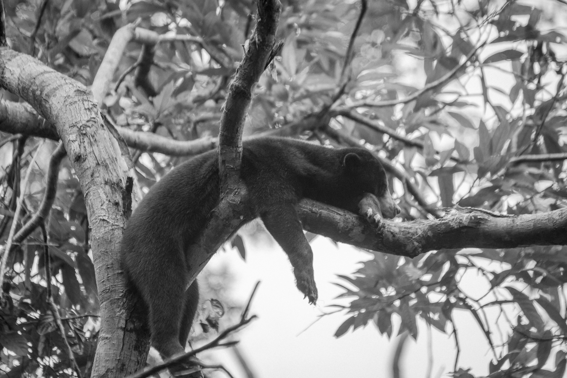 Dangerous animals in Borneo: A brief guide | InsideAsia Blog
