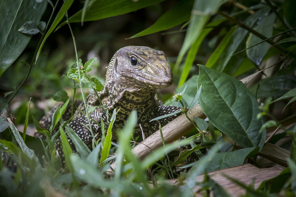 Dangerous animals in Borneo: A brief guide | InsideAsia Blog