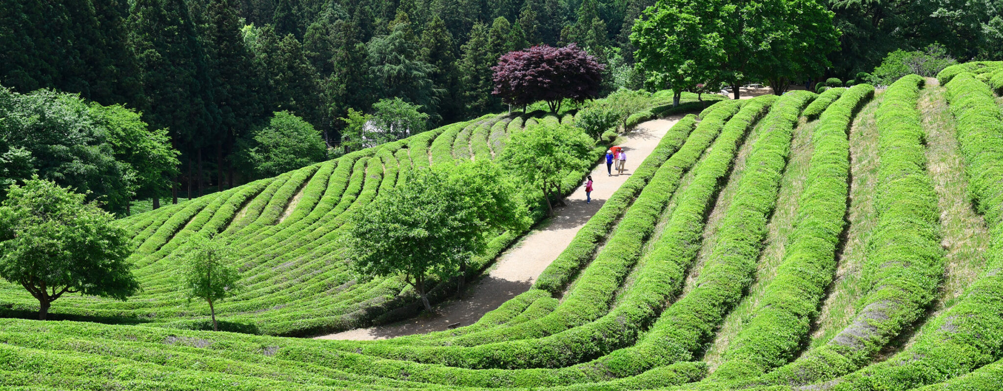 People are seen walking through terraces of neatly planted tea in South Korea