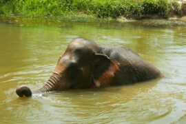 elephant tourism in Thailand