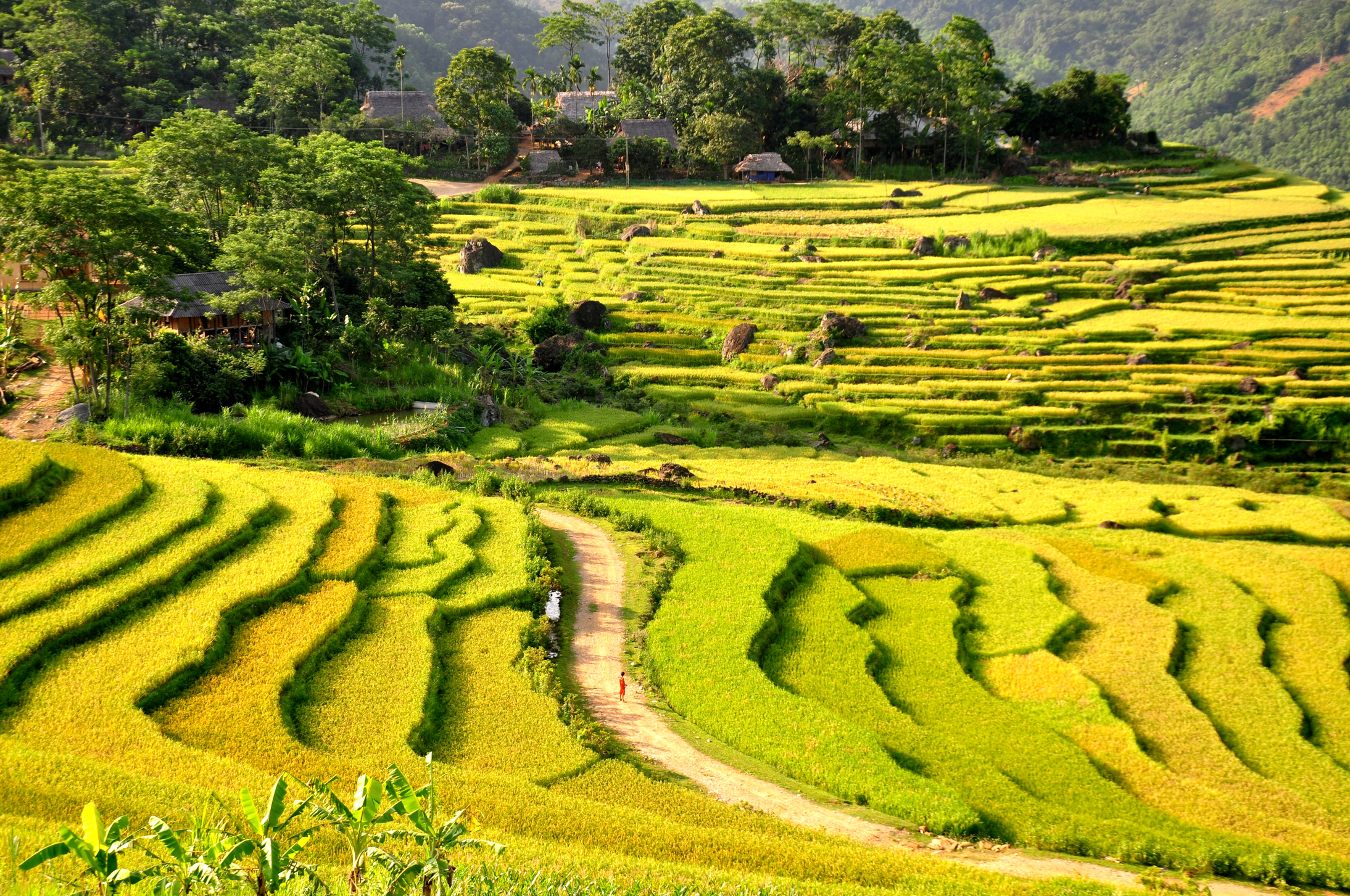 PLACE-PAGE-Vietnam--Pu-Luong--Rice-Fields--Chris-G_resized.jpg Rice terraces at Pu Luong