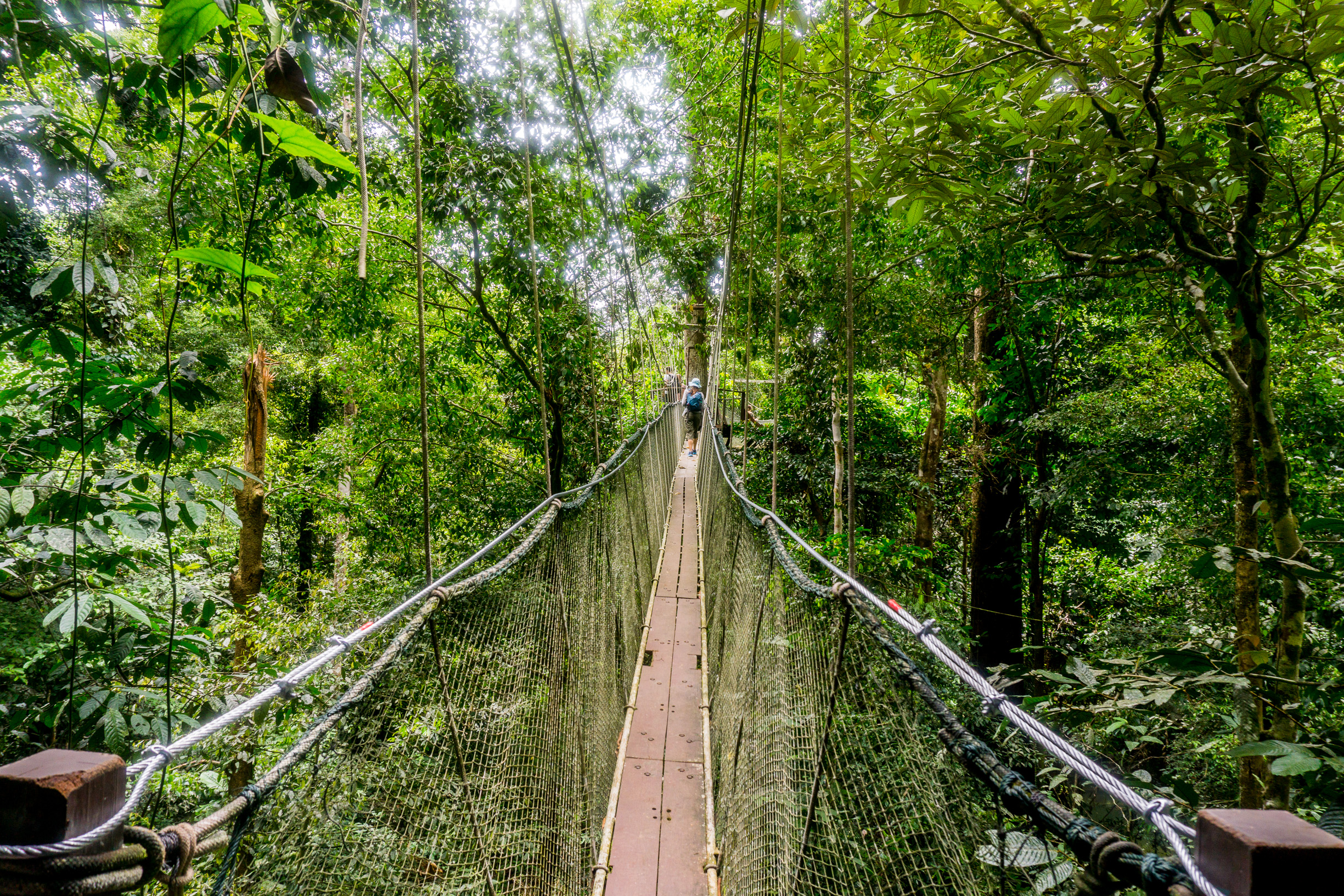 ALL ROUTES HERO iStock-1197029175©scottiebumich .jpg Canopy walkway in Borneo