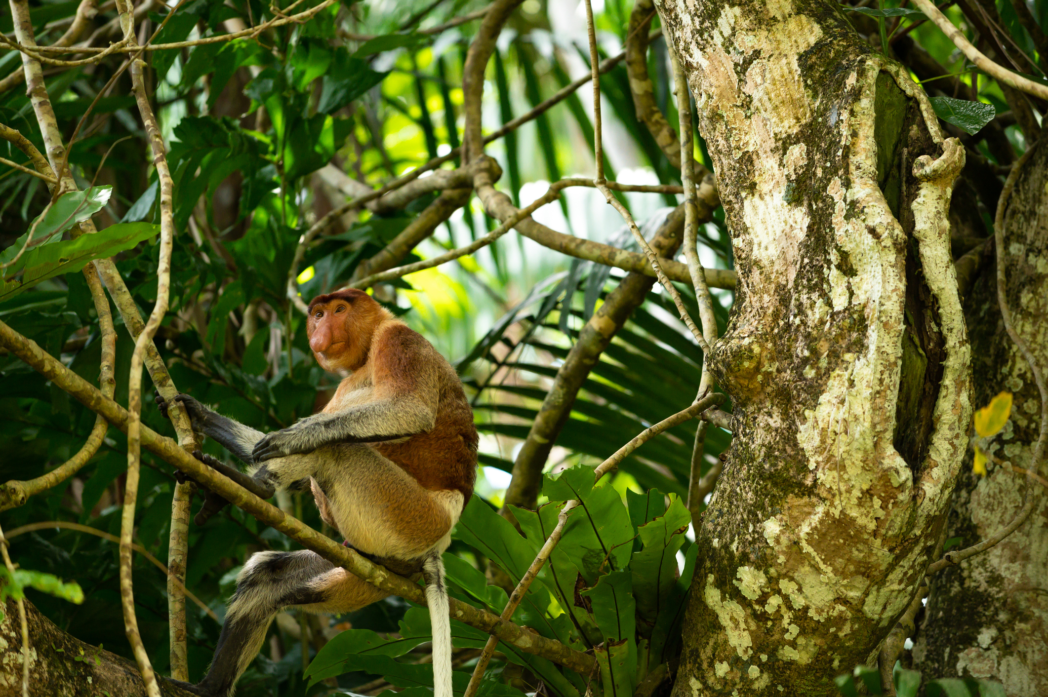 Proboscis monkey in Borneo