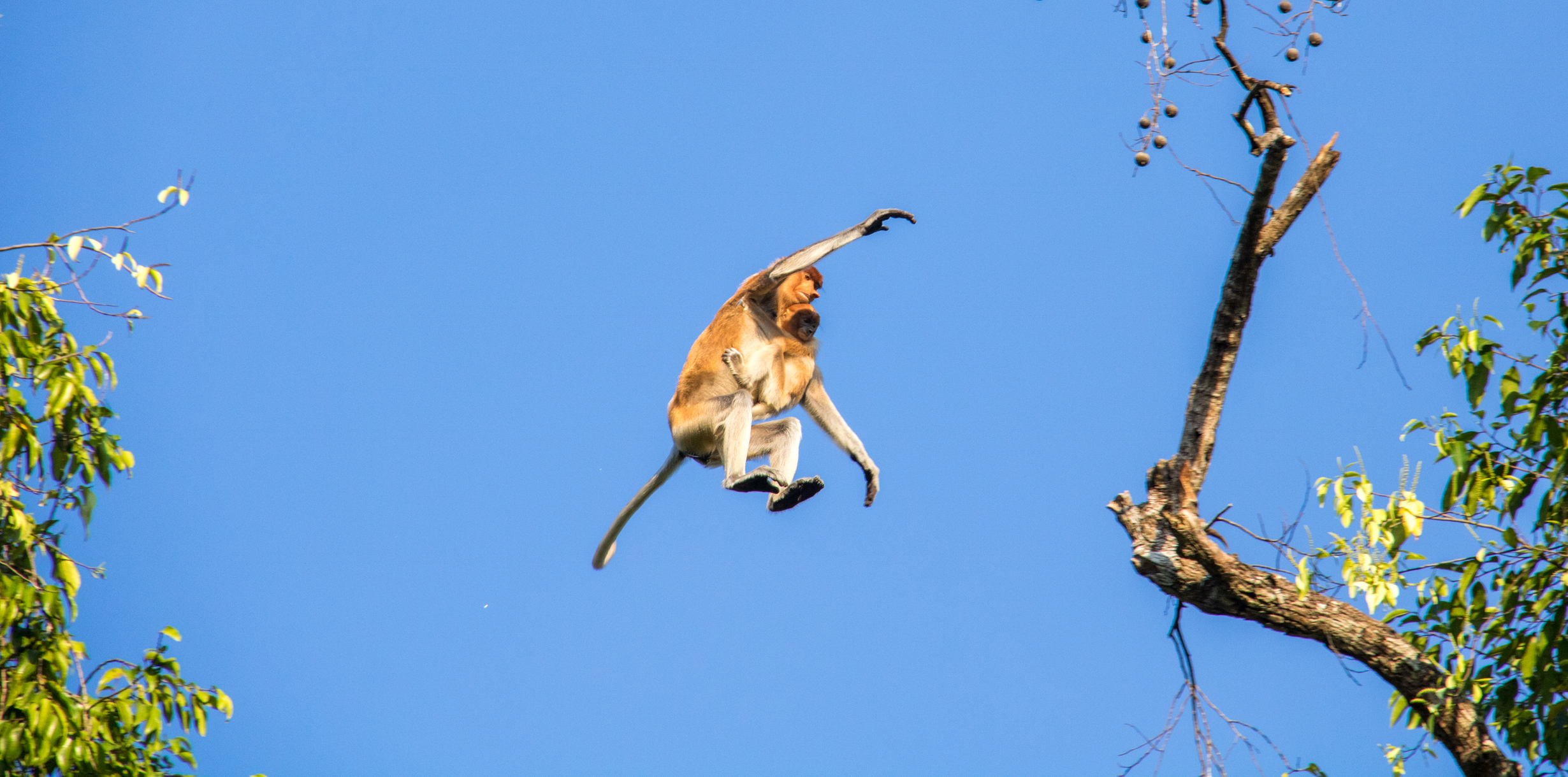 BFA Hero_iStock-1145948696©Goddard_Photography.jpg Proboscis monkey from tree to tree in Borneo