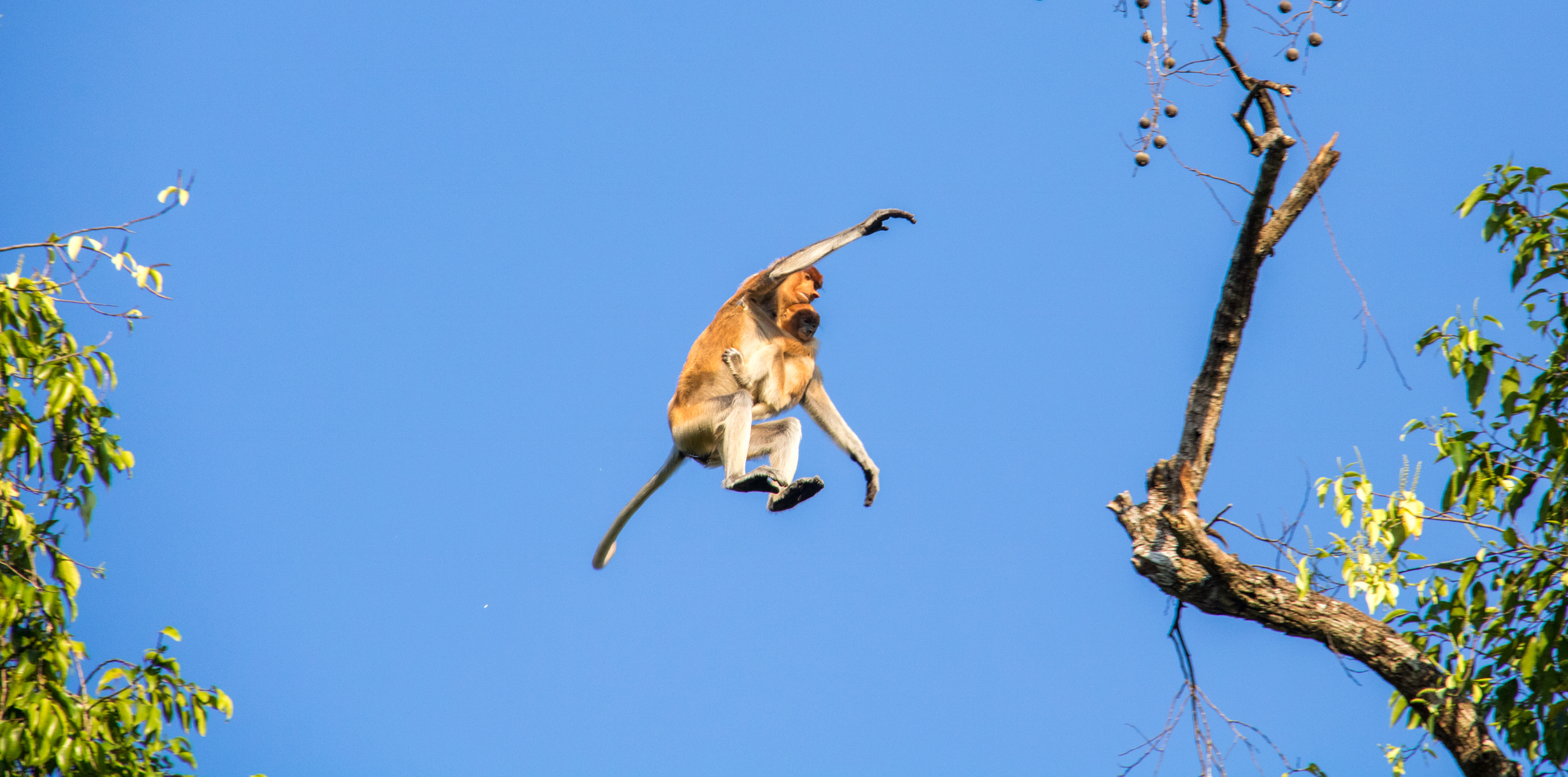 Proboscis monkey from tree to tree in Borneo