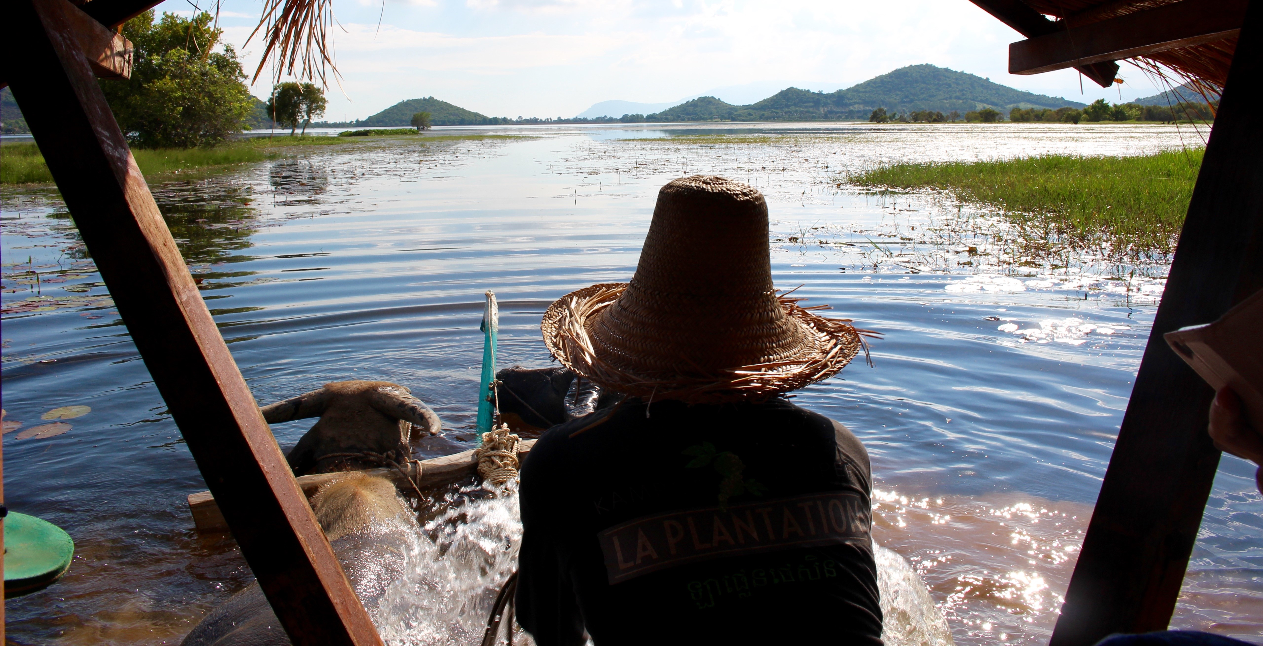 Oxen pulled cart in the river of Cambodia