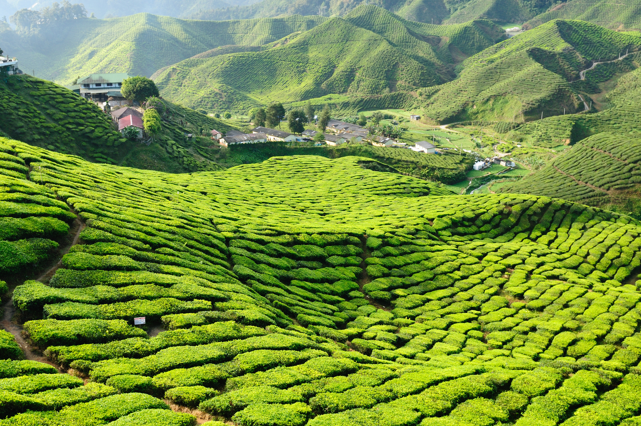 CM Hero_iStock-153471858©rchphoto .jpg Tea plantations of Cameron Highlands